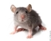 Результат пошуку зображень за запитом миша малюнок"